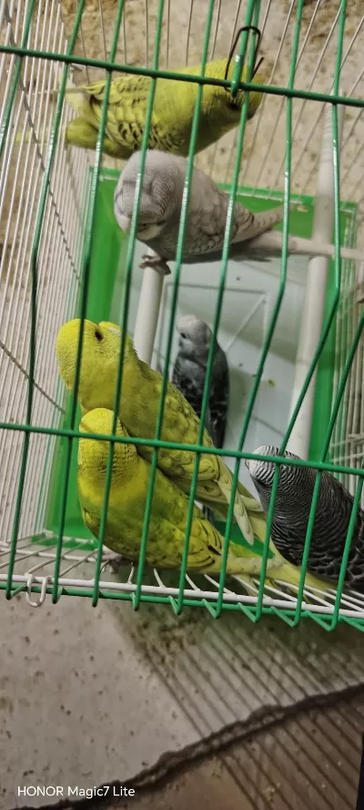 6 Adet Erkek Yavru Muhabbet Kuşu
