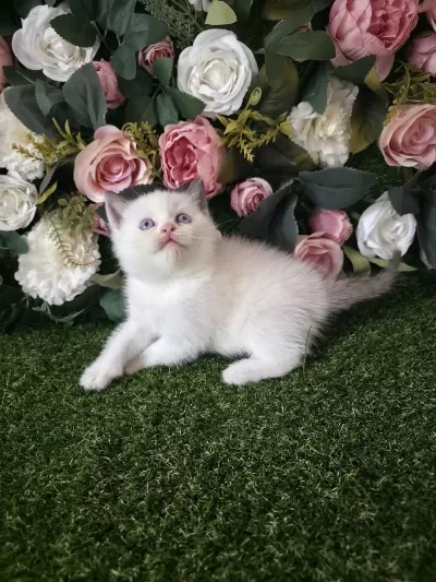 British Shorthair Dondurma Toplari