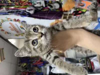 Dünya Tatlisi British Shorthair Yavrularimiz