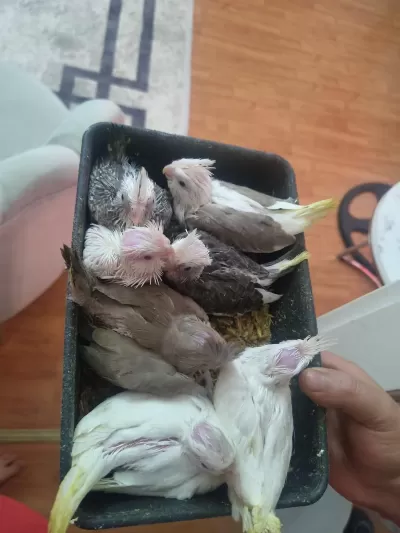 Bebek Sultan Papağanı Yavrularımız