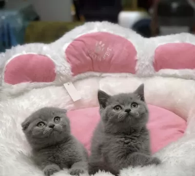 British Shorthair &scottish Fold Yavrularim