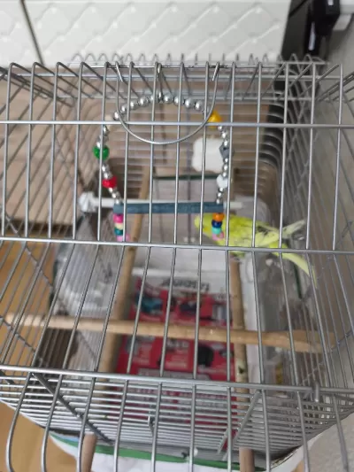 Erkek Muhabbet Kuşu Yavru Alıştırma Aşamasında