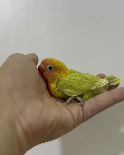 El Besleme Yavru Cennet Ve Sevda Papağanlar