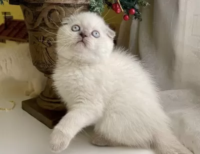 Teslime Hazir Scottish Fold Yavrularim