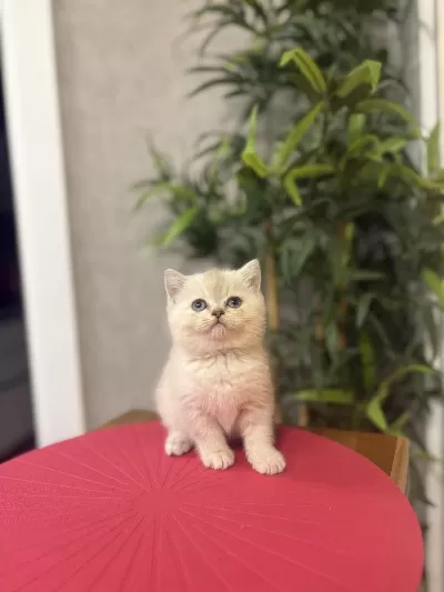 British Shorthair Dünya Tatlisi Yavrularim