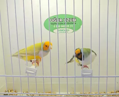 Şampiyondan Üst Seviye Jumbo Gouldian Finch İspinoz