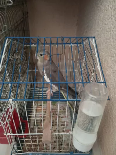 Grey Dişi Sultan Papağanı