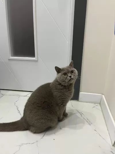 Ücretsiz British Shorthair