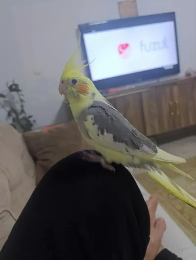 Satılık 3 Buçuk Aylık Sultan Papağanı