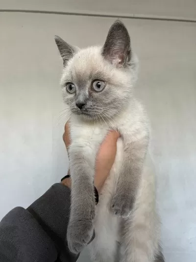 Bluepoint Yavru British Shorthair