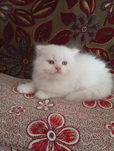 Dişi Erkek Yavrular Kedimiz