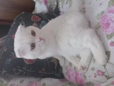 Asil Sevimli Uysal Dişi Scottish Fold
