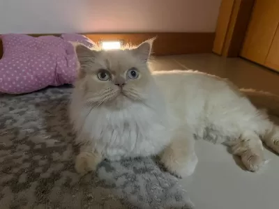 1,5 Yaşında British Longhair