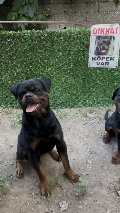 Erkek Rottweiler Yer Kmaraş Detay İçin Yazin
