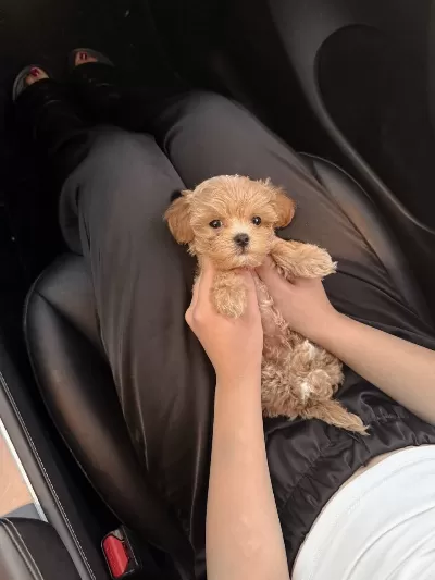 Maltipoo Yavru Köpeklerimiz
