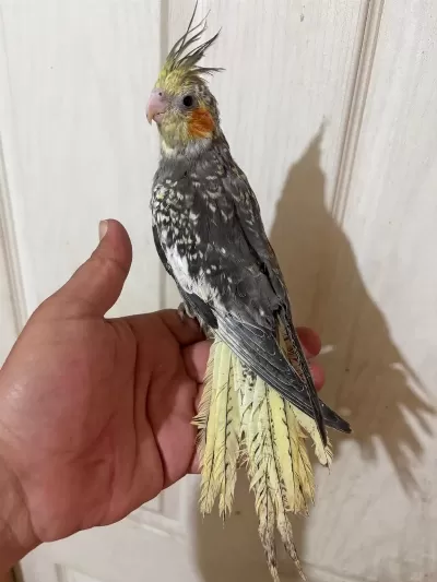 63 Günlük Full Evcil Kusursuz Sultan Papağani Bebek