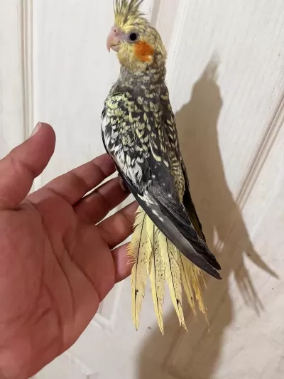 65 Günlük Full Evcil Kusursuz Bebek Sultan