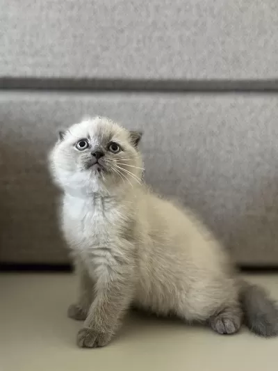 Scottish Fold Blue Point Yavrularim
