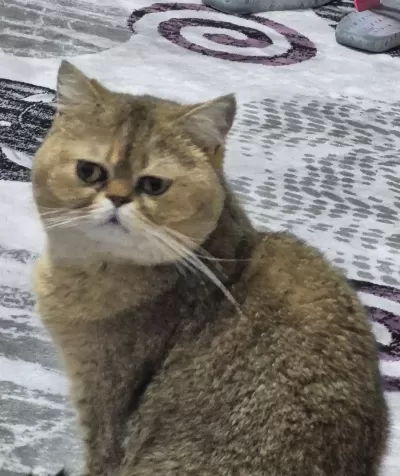 Ücretsiz Sahiplendirilecek Kedimiz