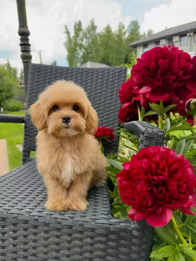 Kore Maltipoo Yavrularımız