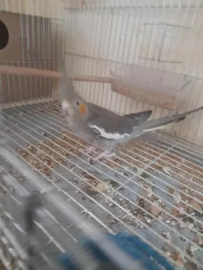 İkinci Kuluçka Hazirliğinda Kusursuz Grey Takim Sultan