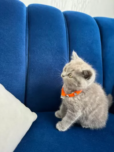 British shorthair bebeğimize yuva arıyoruz