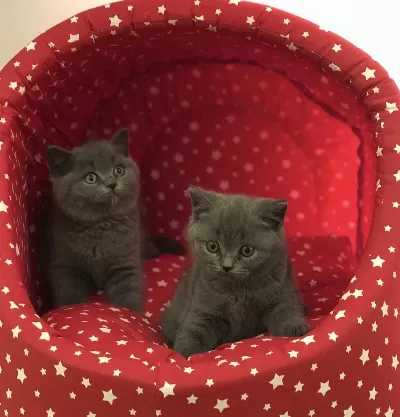 Teslime Hazir British Shorthair Yavrularim
