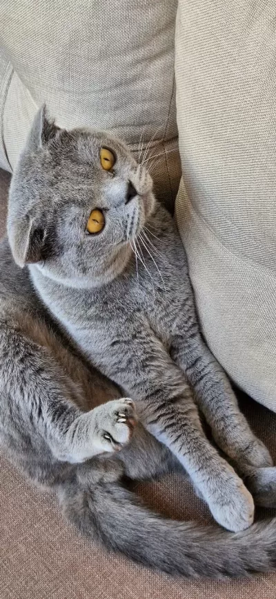Scottish Fold (2 Yaşında) Sıcak Yuva Arıyor