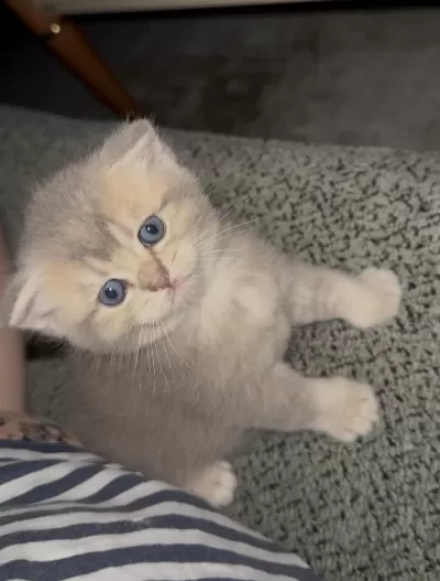 British Shorthair Prensesimiz Yuvasını Arıyor