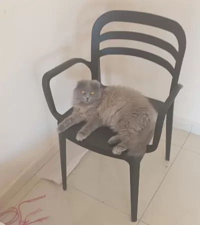 Sağlıklı Evcil Kedimiz