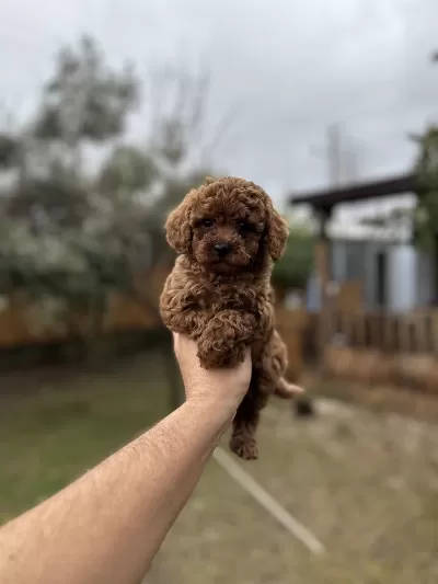 Sağlık Ve İrk Garantili Toy Poodle Yavrularımız