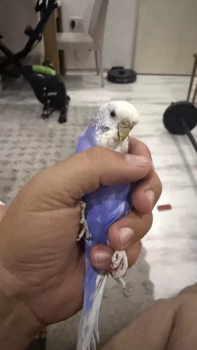 9 Aylık Dişi Muhabbet Kuşu