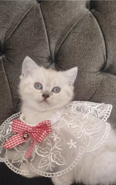 Muhteşem British Shorthair Güzellik