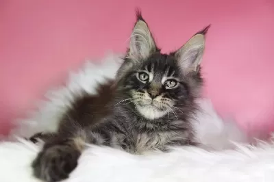 Üst Kaliteli Maine Coon Erkek Orman Rengi