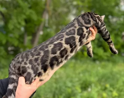 A Kalite Bengal Kedisi Erkek