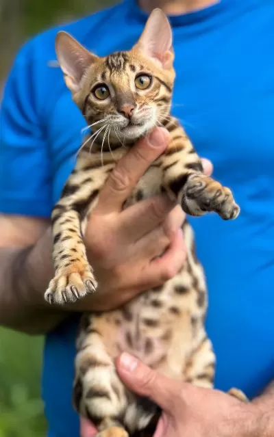 Üst Kaliteli Bengal Erkek