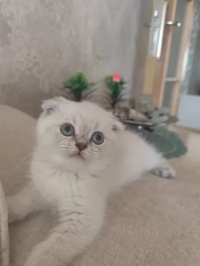 Scottish Fold Güzelliğim