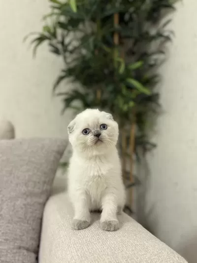 Scottish Fold Blue Point Yavrularim