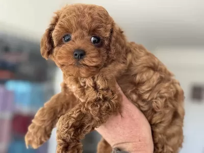 Petmode Köpek Çiftliğinden Kore Toy Poodle
