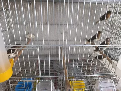 Sağlıklı Karışık Kanaryalar