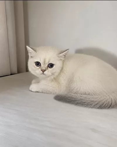 British Shorthair Mükemmel Bebeklerim