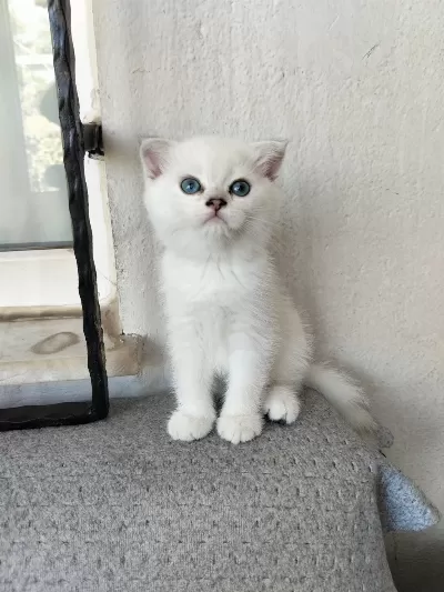 Temas Bağımlısı Maviş Kız Kedimiz