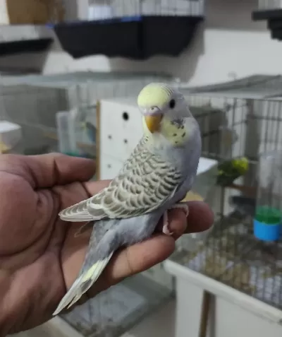 Ele Alıştırmalık Konuşturmalık Renk Güzelleri Kuşlar