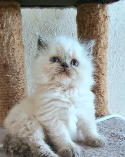 Çok Çirkin British Longhair Yavru