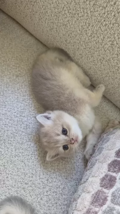 Ay12 Golden Blue British Shorthair