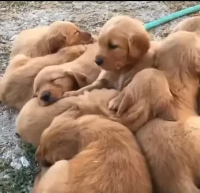 Şeker Gibi Golden Retriever Bebekler