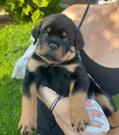 Harika Rottweiler Bebek Köpekler