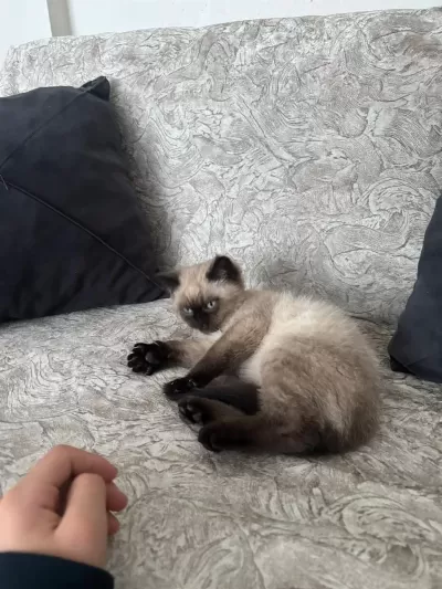 Kedimiz 5 Aylık Siyam Kedisi