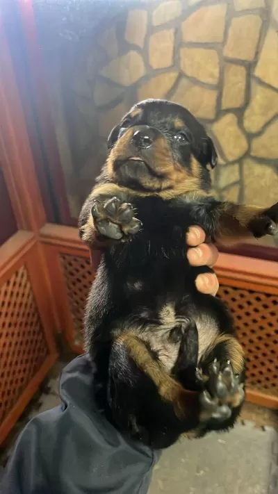 Anne Baba A Scrli Rottweiler Yavrular