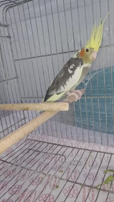 Pied Sultan Papağanı Dişidir